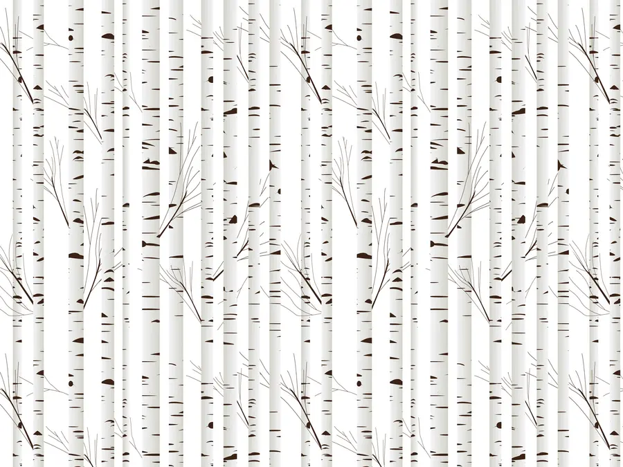 fototapet Pădure de mesteacăn u58973