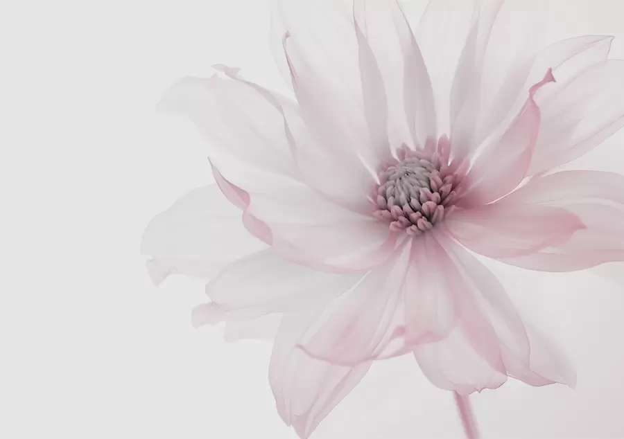 fototapet Delicate flori roz pe fundal luminos w02077v2