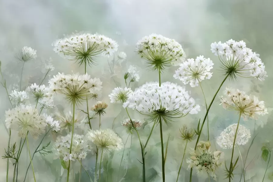 fototapet flori sălbatice albe delicate Regina Anne, într-un stil pitoresc, tonuri verzi w04313