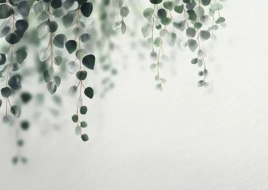 fototapet Eucalipt căzând pe un fundal deschis w04393