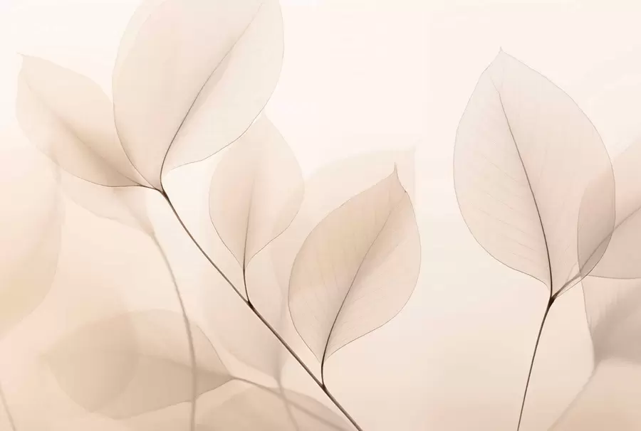 fototapet Floare albă cu linie fină w05268