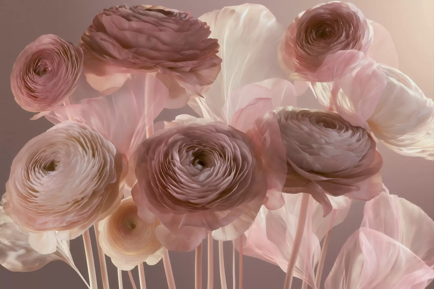 fototapet Flori mari de ranunculus, cu aspect artistic, în nuanțe delicate de roz și crem w09921