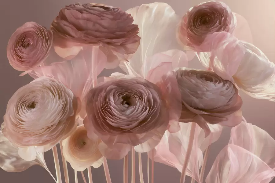 fototapet Flori mari de ranunculus, cu aspect artistic, în nuanțe delicate de roz și crem w09921