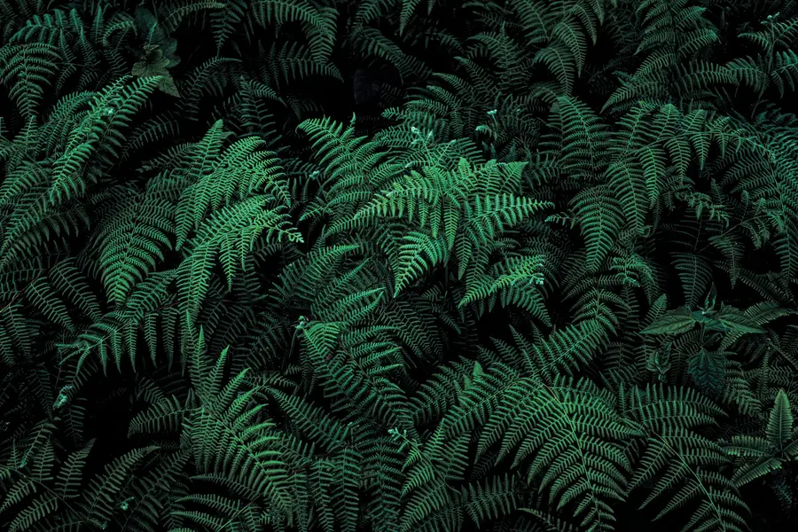fototapet Fern u73636