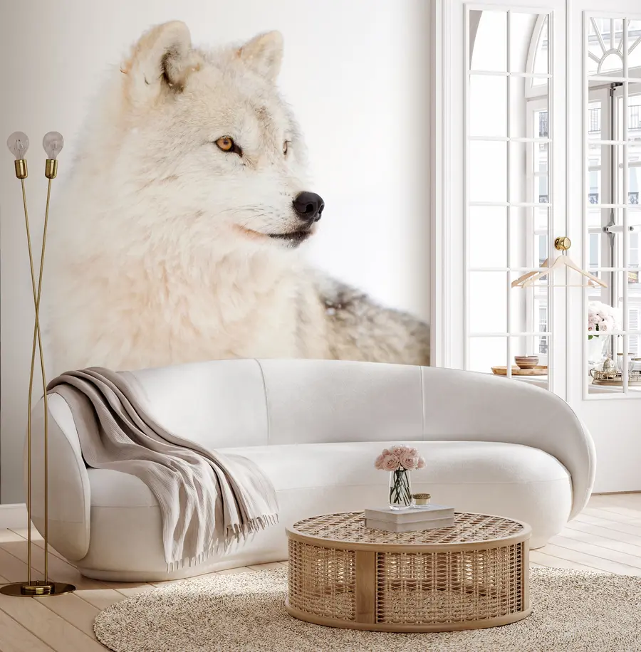 fototapet Lup arctic pe fundal alb u98189