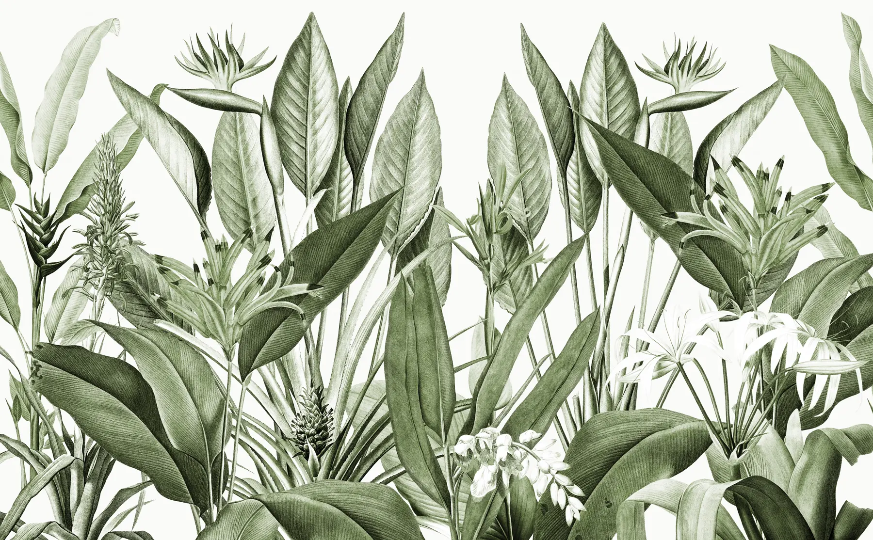 fototapet Plante tropicale junglă culoare verde u96833v2